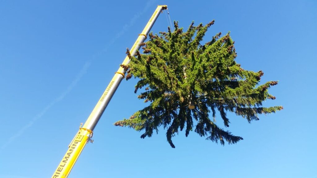 Baumfällung – Referenz 1 von Traumwerk, Balingen